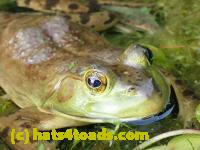 /home//u458753944/public_html/sourcegallery//Frogs/More bullfrogs/P8180166.JPG